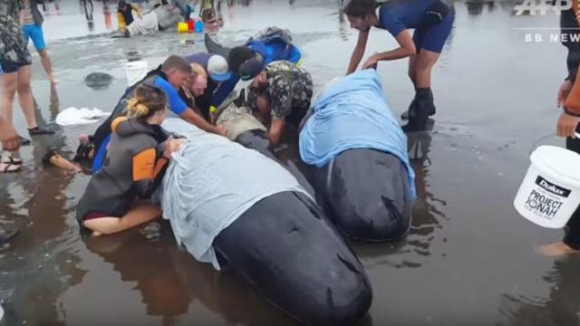 Sute de balene au murit după ce au eșuat în Noua Zeelandă