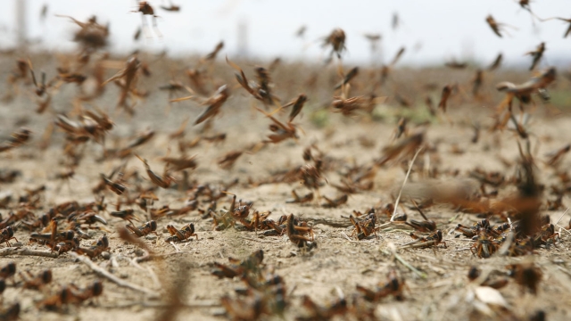 În plină pandemie de coronavirus, două țări se confruntă și cu invazia lăcustelor
