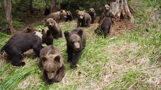 VIDEO | Orfelinatul de pui de urși din Munții Hășmaș este singura instituție de acest fel din Europa