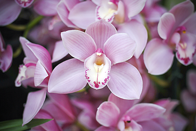 Șapte sfaturi prețioase pentru îngrijirea orhideei
