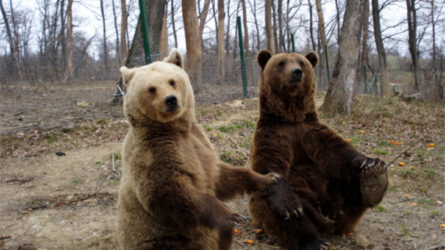 VIDEO | Urșii din Poiana Brașov au năvălit pe pârtiile de schi
