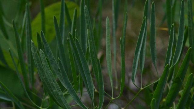 Biologii români au descoperit o nouă specie de plantă, 