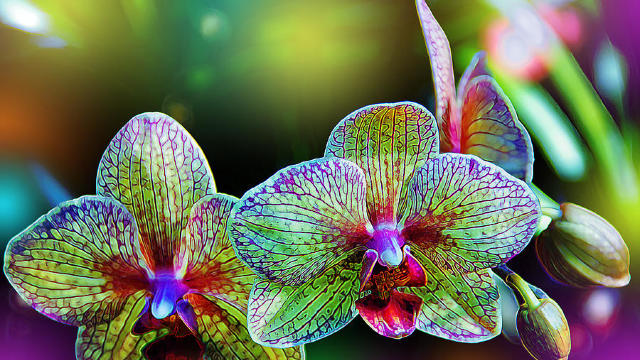 Șapte sfaturi prețioase pentru îngrijirea orhideei
