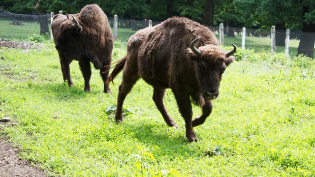 România | Doi zimbri din Parcul Natural Vânători-Neamț vor fi eliberați în pădure