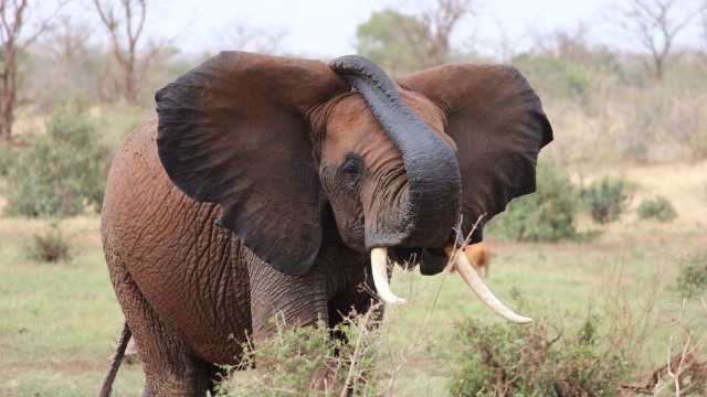 Unul dintre cei mai bătrâni elefanți din Africa a fost ucis de braconieri