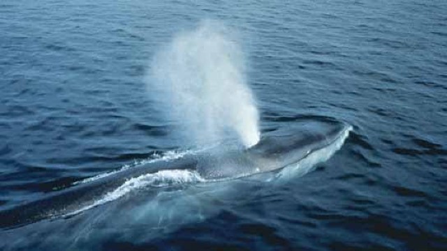 Japonia a ucis 333 de balene, ignorând criticile internaționale