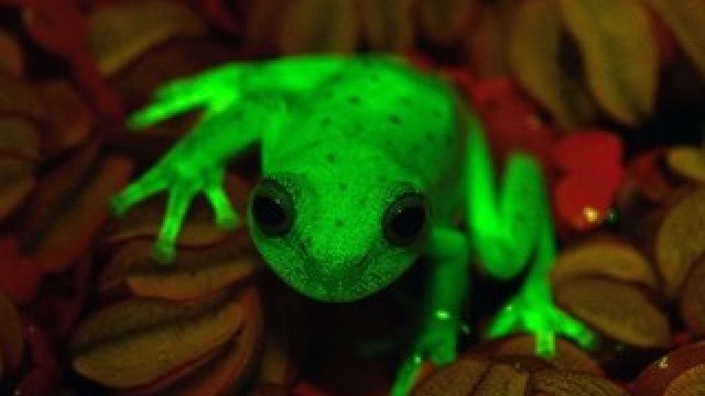 Decoperirea inedită a unei broaște fluorescente în Argentina 