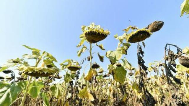 România, primul loc în UE la suprafața cultivată și producția de floarea soarelui 