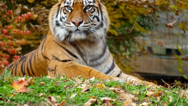 Tigrul malaezian, o specie nou descoperită, în pericol critic de dispariție 