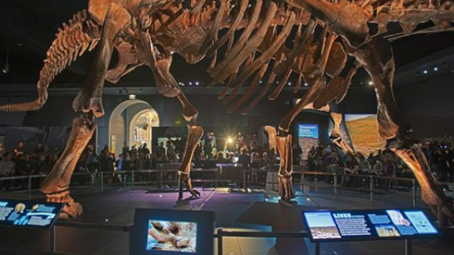 Scheletul dinozaurului Zarafasaura Oceanis, vechi de 66 milioane de ani, nu va mai fi vândut la licitație
