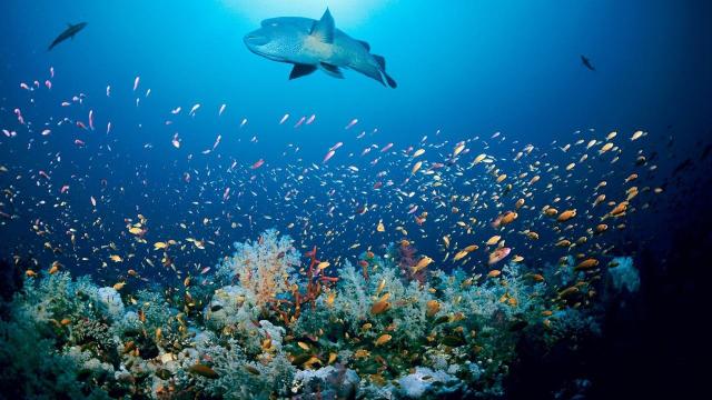 Studiu | Patru cincimi din oceanele lumii, afectate de creșterea temperaturilor până în 2050 