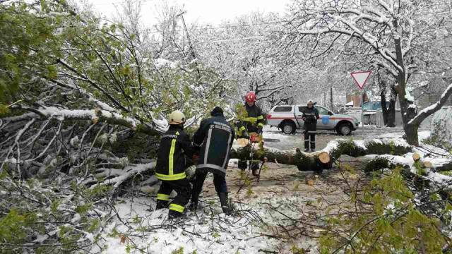 În Chișinău au fost înregistrate 320 cazuri de prăbușire a arborilor