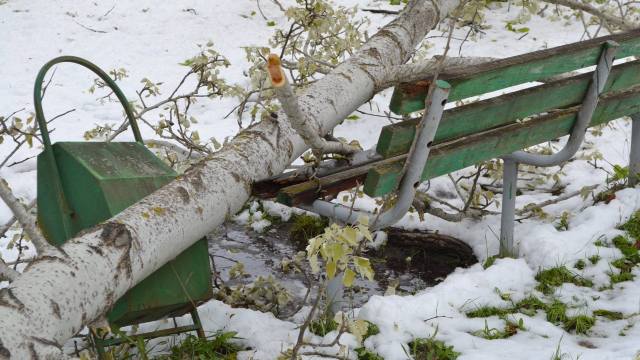 La Grădina Botanică pagubele ninsorilor din aprilie nu au fost încă lichidate 

