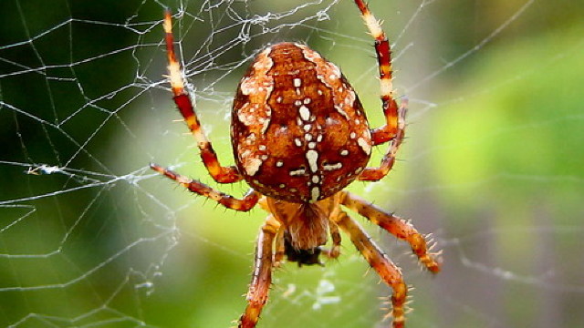Oamenii de știință au descoperit modul în care poate fi tratată frica de păianjeni 