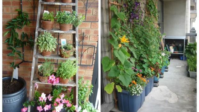 FOTO | Cum să-ți amenajezi o grădină pe balcon