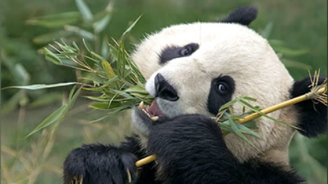China va trimite în Danemarca o pereche de urși panda uriaș
