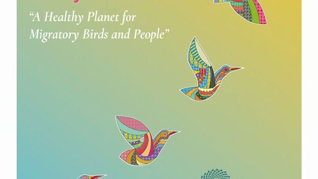Astăzi este Ziua mondială a păsărilor migratoare