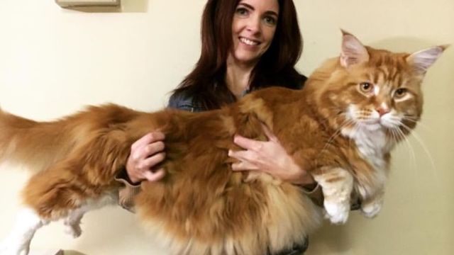 FOTO | O felină cu lungimea de 120 de centimetri, candidat la Cartea Recordurilor