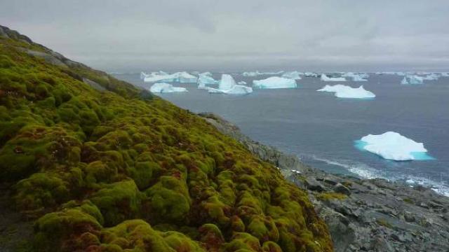 FOTO | Antarctica înverzește din cauza încălzirii globale