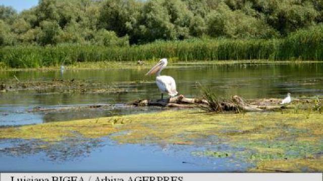 Cercetătorii au identificat peste 9.500 de specii în Delta Dunării 