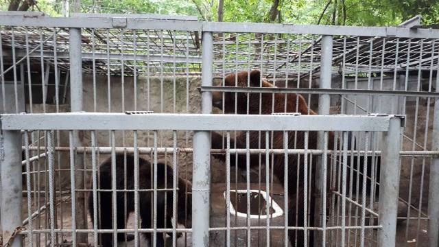 Proprietarii unei pensiuni din R.Moldova sunt acuzați că ar pune în pericol viața a trei urși