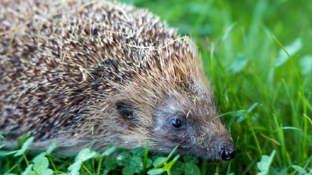 LIVE, din pădure: Un radio din Cehia difuzează sunetele produse de animale
