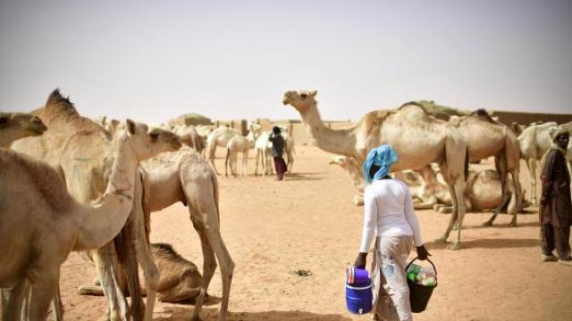 Criza din Golf | Arabia Saudită a extrădat aproximativ 15.000 de cămile qatariote