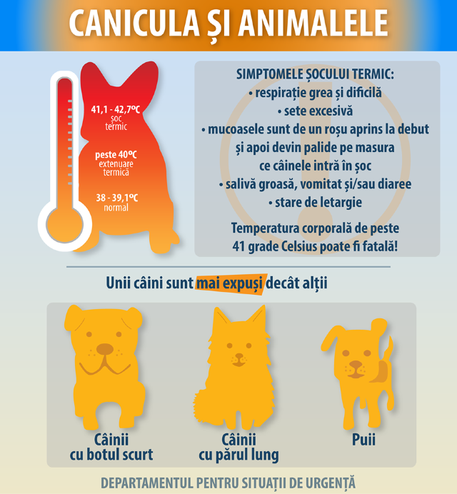 CANICULA | Informații esențiale pentru sănătatea dumneavoastră