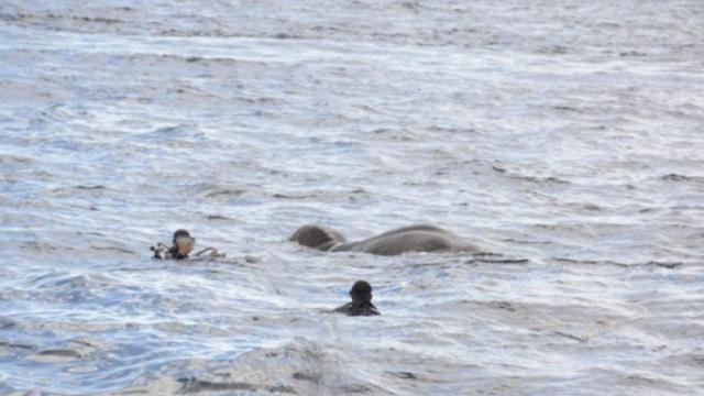 VIDEO | Marina din Sri Lanka a salvat un elefant ajuns în mijlocul mării, adus acolo de un curent