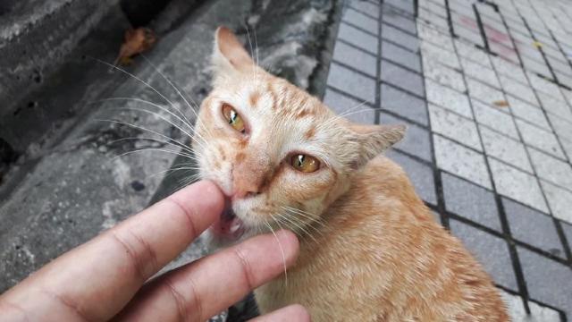 O femeie din Japonia a murit, după ce a fost mușcată de o pisică