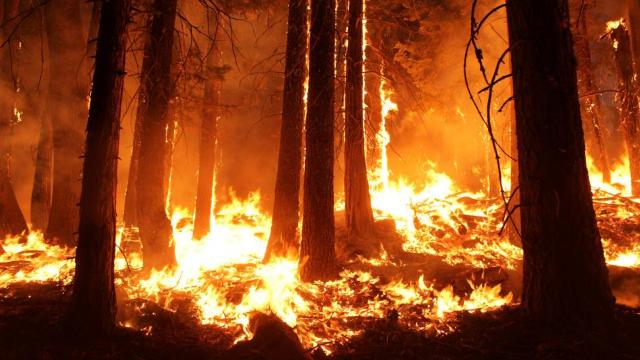 Incendiile de vegetație din Spania din acest an au mistuit aproape 64.000 de hectare de terenuri 