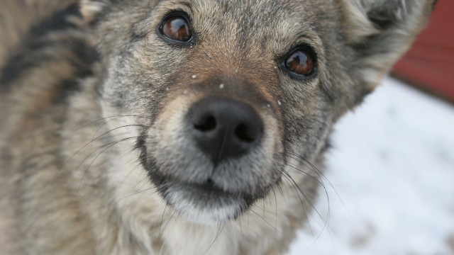 Chișinău | Proprietarii de câini vor achita o taxă anuală de 120 de lei