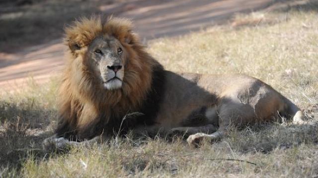 Africa de Sud | Trei lei evadați dintr-un parc național au fost uciși