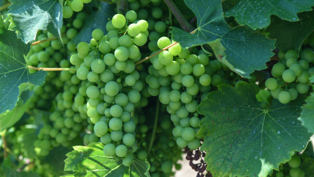 Inovație în agricultură | Trei proiecte noi în sectorul vitivinicol