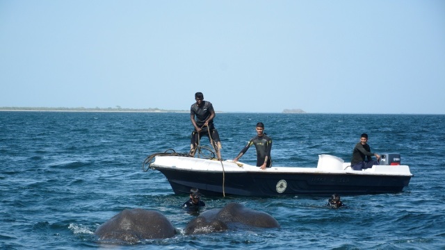 Sri Lanka: Doi elefanți au fost salvați de la înec în plină mare (VIDEO)