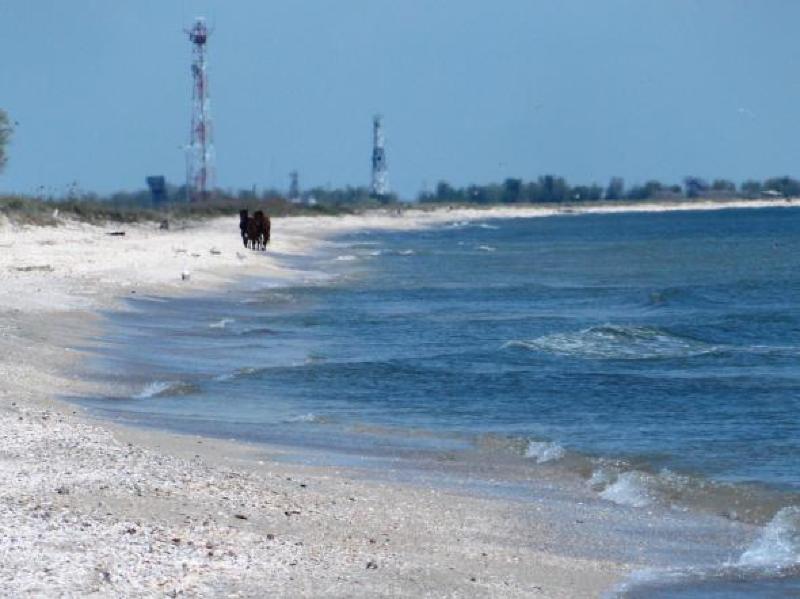 Imagini Spectaculoase Caii SÄƒlbatici Se RÄƒcoresc In Marea NeagrÄƒ Foto