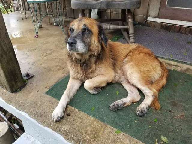FOTO | Cum a devenit un cățel erou după uraganul Harvey