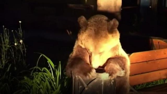 VIDEO | BBC: Urșii înfometați au invadat un oraș din România
