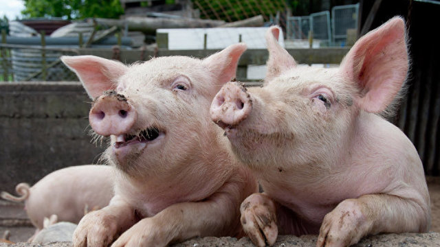 Importul de porci vii și carne de porc din România a fost interzis în Rusia