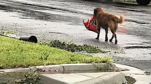 FOTO | Cum a devenit un cățel erou după uraganul Harvey