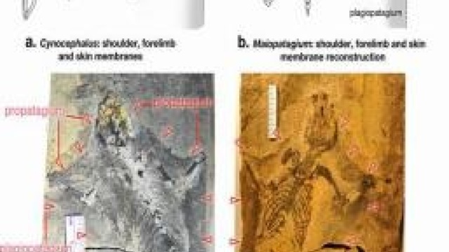 Au fost descoperite fosilele a două mici mamifere din Jurasic care erau capabile să planeze