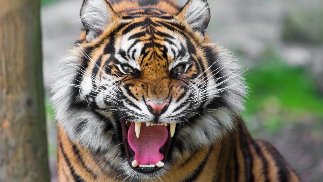 Un parc național dedicat protejării tigrilor și leoparzilor a fost inaugurat în China
