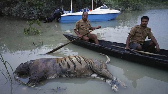 India | 15 rinoceri dintr-o specie rară printre cele 230 de animale ucise de inundații, într-o rezevație (VIDEO)
