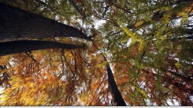Oamenii de știință prezintă o nouă teorie privind diferențele mari dintre dimensiunile frunzelor 