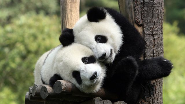 Studiu | Populația de urși panda a crescut, nu însă și habitatul lor