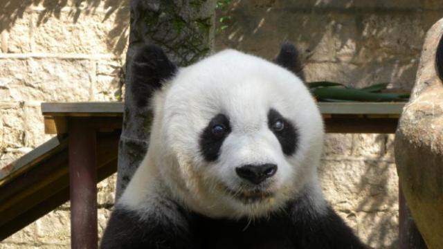 Cel mai bătrân panda în captivitate a murit la 37 de ani