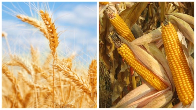 Deficitul României în comerțul cu produse agroalimentare a ajuns la 916 milioane de euro
