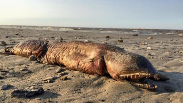FOTO | Creatura misterioasă adusă la suprafață de uragan în Texas