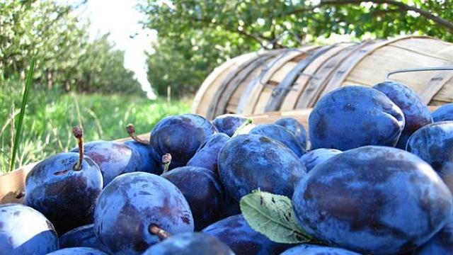 În timp ce Rusia refuză prunele moldovenești, cotele în Uniunea europeană au fost valorificate pe deplin