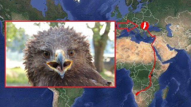 Ornitologii români încearcă să dezlege misterul modului în care s-a încheiat misiunea științifică pentru acvila țipătoare mică Arlie